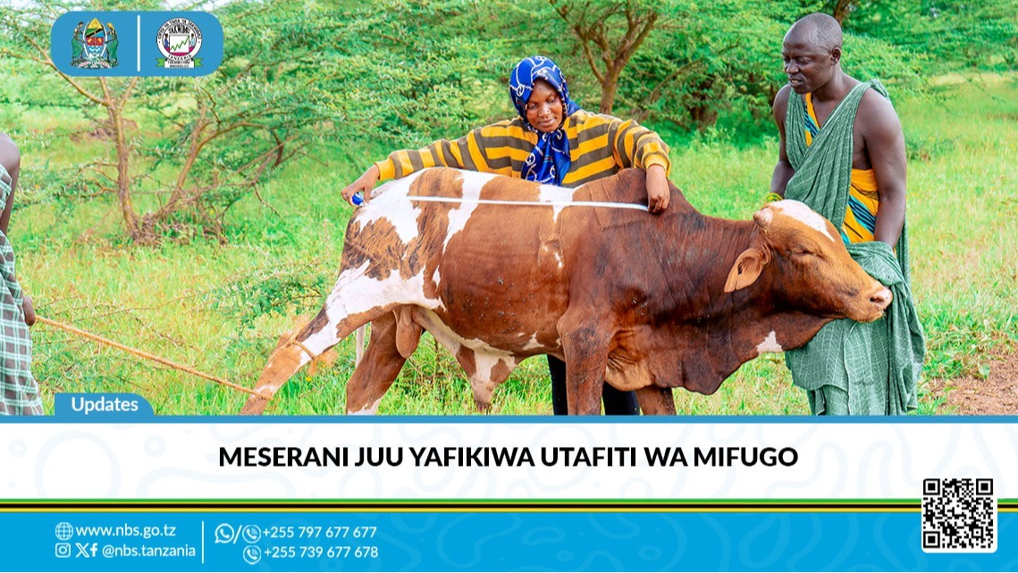 Mdadisi wa Utafiti wa Kuboresha Njia Bora ya Ukusanyaji wa Taarifa za Mifugo (ng’ombe), Elizabeth Lucas akitekeleza jukumu lake katika Utafiti huo kwenye Kijiji cha Meserani Juu, Kata ya Meserani, Wilaya ya Monduli, Mkoani Arusha tarehe 01 Aprili 2026.